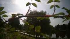 Rosarium Webcam