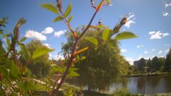 Rosarium Webcam