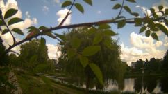 Rosarium Webcam