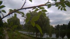 Rosarium Webcam
