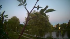 Rosarium Webcam