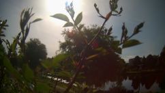 Rosarium Webcam