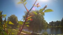 Rosarium Webcam