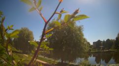 Rosarium Webcam