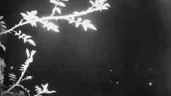 Rosarium Webcam