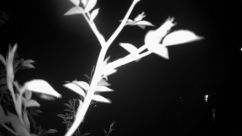 Rosarium Webcam