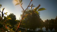 Rosarium Webcam