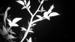 Rosarium Webcam