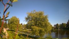 Rosarium Webcam