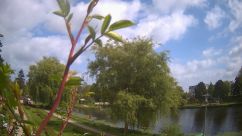 Rosarium Webcam