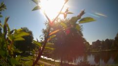 Rosarium Webcam