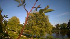 Rosarium Webcam