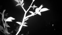 Rosarium Webcam