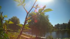Rosarium Webcam