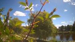 Rosarium Webcam