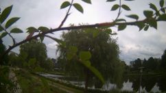 Rosarium Webcam