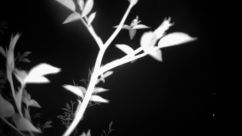 Rosarium Webcam