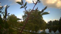 Rosarium Webcam