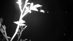 Rosarium Webcam