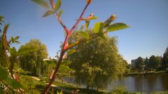 Rosarium Webcam
