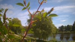 Rosarium Webcam