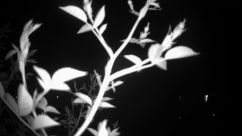 Rosarium Webcam