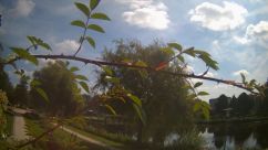 Rosarium Webcam