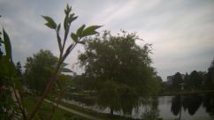 Rosarium Webcam