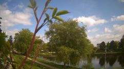 Rosarium Webcam