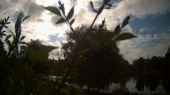 Rosarium Webcam