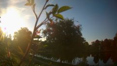 Rosarium Webcam