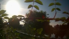 Rosarium Webcam