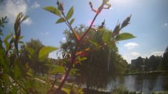 Rosarium Webcam