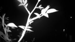Rosarium Webcam