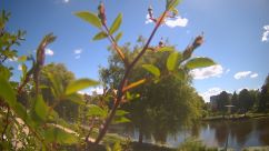 Rosarium Webcam