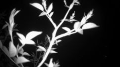 Rosarium Webcam