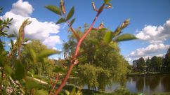 Rosarium Webcam
