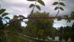 Rosarium Webcam