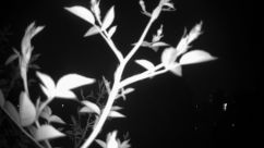 Rosarium Webcam