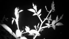 Rosarium Webcam
