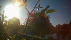 Rosarium Webcam