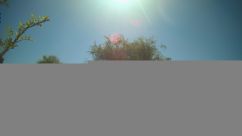 Rosarium Webcam