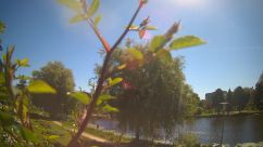 Rosarium Webcam
