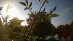 Rosarium Webcam