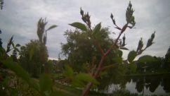 Rosarium Webcam
