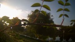 Rosarium Webcam