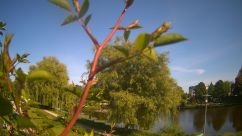 Rosarium Webcam