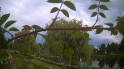 Rosarium Webcam