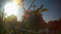 Rosarium Webcam