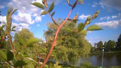 Rosarium Webcam